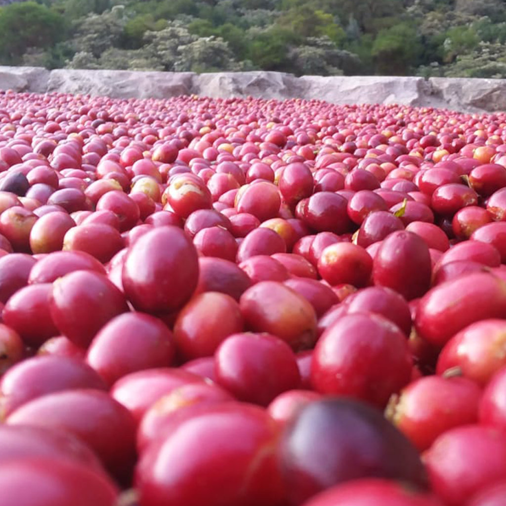 spicality coffee